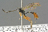  (Campoletis - BC-ZSM-HYM-27533-B05)  @15 [ ] CreativeCommons - Attribution Non-Commercial Share-Alike (2016) SNSB, Staatliche Naturwissenschaftliche Sammlungen Bayerns ZSM (SNSB, Zoologische Staatssammlung Muenchen)