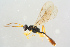  (Microleptes rectangulus - BC-ZSM-HYM-27568-F06)  @12 [ ] CreativeCommons - Attribution Non-Commercial Share-Alike (2016) SNSB, Staatliche Naturwissenschaftliche Sammlungen Bayerns ZSM (SNSB, Zoologische Staatssammlung Muenchen)
