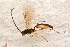  (Notosemus bohemani - BC-ZSM-HYM-27589-A06)  @14 [ ] CreativeCommons - Attribution Non-Commercial Share-Alike (2015) Unspecified SNSB, Zoologische Staatssammlung Muenchen