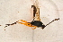  (Polytribax rufipes - BC-ZSM-HYM-27761-G10)  @13 [ ] CreativeCommons - Attribution Non-Commercial Share-Alike (2015) Unspecified SNSB, Zoologische Staatssammlung Muenchen
