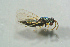  (Tetrastichus decrescens - BC-ZSM-HYM-27768-A02)  @13 [ ] CreativeCommons - Attribution Non-Commercial Share-Alike (2015) Stefan Schmidt SNSB, Zoologische Staatssammlung Muenchen