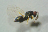  (Tetrastichus nataliedaleskeyae - BC-ZSM-HYM-27768-D04)  @12 [ ] CreativeCommons - Attribution Non-Commercial Share-Alike (2015) Stefan Schmidt SNSB, Zoologische Staatssammlung Muenchen