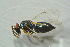  (Tetrastichus lanius - BC-ZSM-HYM-27768-D06)  @13 [ ] CreativeCommons - Attribution Non-Commercial Share-Alike (2015) Stefan Schmidt SNSB, Zoologische Staatssammlung Muenchen