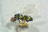  (Tetrastichus johnnoyesi - BC-ZSM-HYM-27768-D12)  @13 [ ] CreativeCommons - Attribution Non-Commercial Share-Alike (2015) Stefan Schmidt SNSB, Zoologische Staatssammlung Muenchen