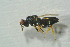  (Tetrastichus mixtus - BC-ZSM-HYM-27768-H02)  @13 [ ] CreativeCommons - Attribution Non-Commercial Share-Alike (2015) Stefan Schmidt SNSB, Zoologische Staatssammlung Muenchen