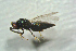  (Tetrastichus ulmi - BC-ZSM-HYM-27769-E02)  @14 [ ] CreativeCommons - Attribution Non-Commercial Share-Alike (2015) Stefan Schmidt SNSB, Zoologische Staatssammlung Muenchen