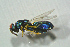  (Tetrastichus coeruleus - BC-ZSM-HYM-27769-G05)  @13 [ ] CreativeCommons - Attribution Non-Commercial Share-Alike (2015) Stefan Schmidt SNSB, Zoologische Staatssammlung Muenchen