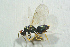  (Tetrastichus brevicalcar - BC-ZSM-HYM-27769-H11)  @14 [ ] CreativeCommons - Attribution Non-Commercial Share-Alike (2015) Stefan Schmidt SNSB, Zoologische Staatssammlung Muenchen