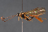  (Xenoschesis ustulata - BC-ZSM-HYM-29766-F09)  @15 [ ] CreativeCommons - Attribution Non-Commercial Share-Alike (2018) SNSB, Staatliche Naturwissenschaftliche Sammlungen Bayerns ZSM (SNSB, Zoologische Staatssammlung Muenchen)