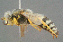  (Bembix bidentata - BC-ZSM-HYM-29769-C11)  @14 [ ] CreativeCommons - Attribution Non-Commercial Share-Alike (2018) SNSB, Staatliche Naturwissenschaftliche Sammlungen Bayerns ZSM (SNSB, Zoologische Staatssammlung Muenchen)