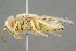  (Bembix olivacea - BC-ZSM-HYM-29769-C12)  @15 [ ] CreativeCommons - Attribution Non-Commercial Share-Alike (2018) SNSB, Staatliche Naturwissenschaftliche Sammlungen Bayerns ZSM (SNSB, Zoologische Staatssammlung Muenchen)