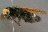  (Megascolia maculata flavifrons - BC-ZSM-HYM-29769-H11)  @14 [ ] CreativeCommons - Attribution Non-Commercial Share-Alike (2018) SNSB, Staatliche Naturwissenschaftliche Sammlungen Bayerns ZSM (SNSB, Zoologische Staatssammlung Muenchen)