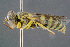  (Bembecinus tenellus - BC-ZSM-HYM-29771-A03)  @15 [ ] CreativeCommons - Attribution Non-Commercial Share-Alike (2018) SNSB, Staatliche Naturwissenschaftliche Sammlungen Bayerns ZSM (SNSB, Zoologische Staatssammlung Muenchen)