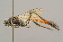  (Erigorgus fibulator - BC-ZSM-HYM-29772-B06)  @15 [ ] CreativeCommons - Attribution Non-Commercial Share-Alike (2018) SNSB, Staatliche Naturwissenschaftliche Sammlungen Bayerns ZSM (SNSB, Zoologische Staatssammlung Muenchen)