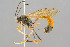  (Erigorgus melanops - BC-ZSM-HYM-29772-C06)  @14 [ ] CreativeCommons - Attribution Non-Commercial Share-Alike (2018) SNSB, Staatliche Naturwissenschaftliche Sammlungen Bayerns ZSM (SNSB, Zoologische Staatssammlung Muenchen)