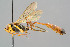  (Atrometus insignis - BC-ZSM-HYM-29772-C10)  @15 [ ] CreativeCommons - Attribution Non-Commercial Share-Alike (2018) SNSB, Staatliche Naturwissenschaftliche Sammlungen Bayerns ZSM (SNSB, Zoologische Staatssammlung Muenchen)