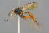  (Myrmeleonostenus - BC-ZSM-HYM-29772-G12)  @15 [ ] CreativeCommons - Attribution Non-Commercial Share-Alike (2018) SNSB, Staatliche Naturwissenschaftliche Sammlungen Bayerns ZSM (SNSB, Zoologische Staatssammlung Muenchen)