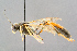  (Erigorgus melanobatus - BC-ZSM-HYM-29773-C10)  @15 [ ] CreativeCommons - Attribution Non-Commercial Share-Alike (2018) SNSB, Staatliche Naturwissenschaftliche Sammlungen Bayerns ZSM (SNSB, Zoologische Staatssammlung Muenchen)