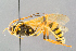  (Gravenhorstia picta - BC-ZSM-HYM-29773-D01)  @15 [ ] CreativeCommons - Attribution Non-Commercial Share-Alike (2018) SNSB, Staatliche Naturwissenschaftliche Sammlungen Bayerns ZSM (SNSB, Zoologische Staatssammlung Muenchen)