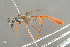  (Ammophila rubriventris - BC-ZSM-HYM-29774-B03)  @15 [ ] CreativeCommons - Attribution Non-Commercial Share-Alike (2018) SNSB, Staatliche Naturwissenschaftliche Sammlungen Bayerns ZSM (SNSB, Zoologische Staatssammlung Muenchen)