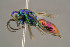  (Chrysis schencki - BC-ZSM-HYM-29774-G04)  @15 [ ] CreativeCommons - Attribution Non-Commercial Share-Alike (2018) SNSB, Staatliche Naturwissenschaftliche Sammlungen Bayerns ZSM (SNSB, Zoologische Staatssammlung Muenchen)