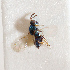  (Tetrastichus helviscapus - BC-ZSM-HYM-29813-E05)  @13 [ ] CreativeCommons - Attribution Non-Commercial Share-Alike (2018) SNSB, Staatliche Naturwissenschaftliche Sammlungen Bayerns ZSM (SNSB, Zoologische Staatssammlung Muenchen)