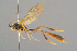  (Agrypon hinzi - BC-ZSM-HYM-29816-F04)  @15 [ ] CreativeCommons - Attribution Non-Commercial Share-Alike (2017) SNSB, Staatliche Naturwissenschaftliche Sammlungen Bayerns ZSM (SNSB, Zoologische Staatssammlung Muenchen)