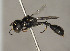  (Dasyproctus bipunctatus - BC-ZSM-HYM-30269-F11)  @11 [ ] CreativeCommons - Attribution Non-Commercial Share-Alike (2020) SNSB, Staatliche Naturwissenschaftliche Sammlungen Bayerns ZSM (SNSB, Zoologische Staatssammlung Muenchen)