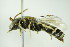  (Halictus tetrazonianellus - BC ZSM HYM 21156)  @14 [ ] CreativeCommons - Attribution Non-Commercial Share-Alike (2014) Stefan Schmidt SNSB, Zoologische Staatssammlung Muenchen