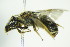  (Halictus nicosiae - BC ZSM HYM 21162)  @14 [ ] CreativeCommons - Attribution Non-Commercial Share-Alike (2014) Stefan Schmidt SNSB, Zoologische Staatssammlung Muenchen