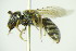  (Halictus cephalicus - BC ZSM HYM 21167)  @13 [ ] CreativeCommons - Attribution Non-Commercial Share-Alike (2014) Stefan Schmidt SNSB, Zoologische Staatssammlung Muenchen