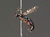  (Coelichneumon probator - BC ZSM HYM 18248)  @14 [ ] CreativeCommons - Attribution Non-Commercial Share-Alike (2015) Unspecified SNSB, Zoologische Staatssammlung Muenchen