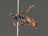  (Barichneumon derogator - BC ZSM HYM 18249)  @14 [ ] CreativeCommons - Attribution Non-Commercial Share-Alike (2015) Unspecified SNSB, Zoologische Staatssammlung Muenchen