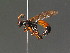  (Spilichneumon - BC ZSM HYM 18250)  @14 [ ] CreativeCommons - Attribution Non-Commercial Share-Alike (2015) Unspecified SNSB, Zoologische Staatssammlung Muenchen