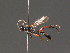  (Virgichneumon digrammus - BC ZSM HYM 18252)  @14 [ ] CreativeCommons - Attribution Non-Commercial Share-Alike (2015) Unspecified SNSB, Zoologische Staatssammlung Muenchen