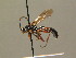  (Ctenichneumon inspector - BC ZSM HYM 19704)  @14 [ ] CreativeCommons - Attribution Non-Commercial Share-Alike (2015) Unspecified SNSB, Zoologische Staatssammlung Muenchen