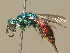  (Chrysis angustula - BC ZSM HYM 19914)  @15 [ ] CreativeCommons - Attribution Non-Commercial Share-Alike (2015) Unspecified SNSB, Zoologische Staatssammlung Muenchen