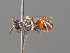  (Sphecodes puncticeps - BC ZSM HYM 20043)  @14 [ ] CreativeCommons - Attribution Non-Commercial Share-Alike (2015) Unspecified SNSB, Zoologische Staatssammlung Muenchen