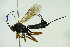  (Pimpla rufipes - BC ZSM HYM 21205)  @14 [ ] CreativeCommons - Attribution Non-Commercial Share-Alike (2015) Unspecified SNSB, Zoologische Staatssammlung Muenchen