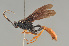  (Amblyjoppa fuscipennis - BC ZSM HYM 22502)  @14 [ ] CreativeCommons - Attribution Non-Commercial Share-Alike (2014) Stefan Schmidt SNSB, Zoologische Staatssammlung Muenchen