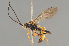  (Cratichneumon coruscator - BC ZSM HYM 22508)  @14 [ ] CreativeCommons - Attribution Non-Commercial Share-Alike (2014) Stefan Schmidt SNSB, Zoologische Staatssammlung Muenchen