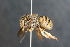  (Anthidium sp - BC ZSM HYM 23638)  @15 [ ] CreativeCommons - Attribution Non-Commercial Share-Alike (2015) Unspecified SNSB, Zoologische Staatssammlung Muenchen