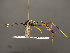  (Acroricnus - VIETBIO-29775-C02)  @15 [ ] CreativeCommons - Attribution Non-Commercial Share-Alike (2018) SNSB, Staatliche Naturwissenschaftliche Sammlungen Bayerns ZSM (SNSB, Zoologische Staatssammlung Muenchen)