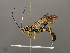  (Coelichneumon bilineatus - VIETBIO-29775-C05)  @15 [ ] CreativeCommons - Attribution Non-Commercial Share-Alike (2018) SNSB, Staatliche Naturwissenschaftliche Sammlungen Bayerns ZSM (SNSB, Zoologische Staatssammlung Muenchen)