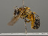  (Lasioglossum occidens - VIETBIO-29775-C11)  @14 [ ] CreativeCommons - Attribution Non-Commercial Share-Alike (2018) SNSB, Staatliche Naturwissenschaftliche Sammlungen Bayerns ZSM (SNSB, Zoologische Staatssammlung Muenchen)