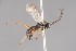  (Homotropus biguttatus - ZSM-HYM-33412-D03)  @11 [ ] by-nc-sa (2023) SNSB, Staatliche Naturwissenschaftliche Sammlungen Bayerns ZSM (SNSB, Zoologische Staatssammlung Muenchen)