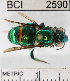  (Euglossa imperialis - YB-BCI2590)  @15 [ ] No Rights Reserved (2011) Yves Basset Smithsonian Tropical Research Institute