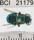  (Euglossa variabilis - YB-BCI21179)  @14 [ ] No Rights Reserved (2011) Yves Basset Smithsonian Tropical Research Institute