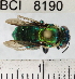  (Euglossa dressleri - YB-BCI8190)  @14 [ ] No Rights Reserved (2011) Yves Basset Smithsonian Tropical Research Institute