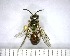  (unclassified Halictidae - YB-BCI168301)  @11 [ ] No Rights Reserved  Unspecified Unspecified
